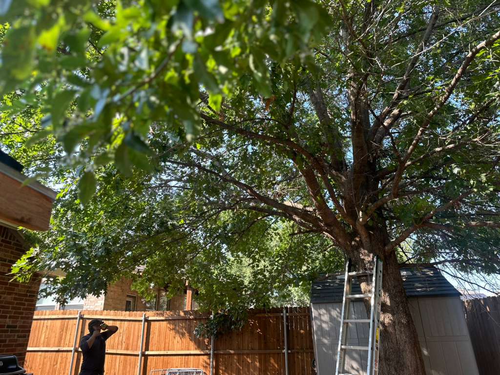 Tree Services - NCTX MORENO'S LANDSCAPING