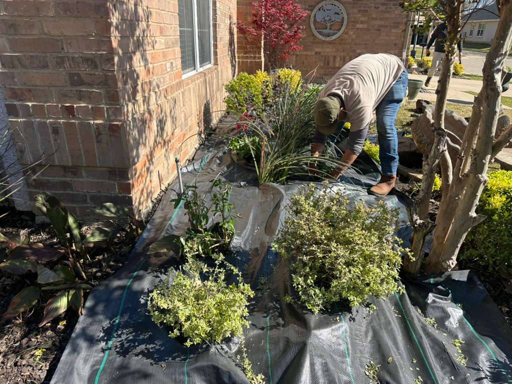 Planting - NCTX MORENO'S LANDSCAPING